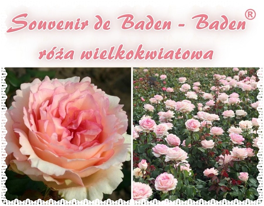 Róża wielkokwiatowa Souvenir de Baden - Baden